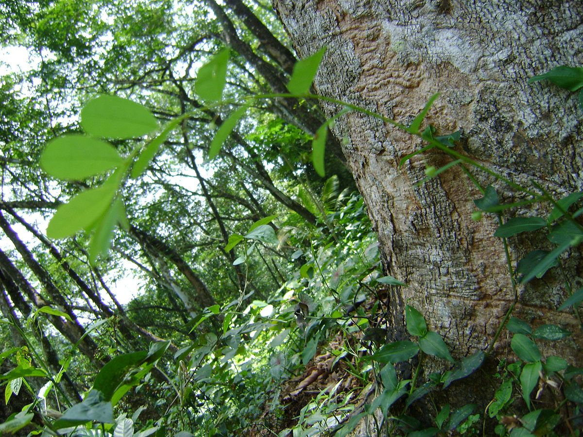 What Is Rubberwood (And Does It Make Good Furniture?)