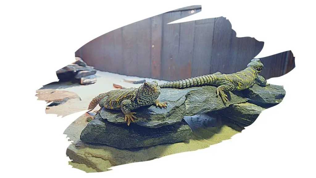 reptile safe wood sealer