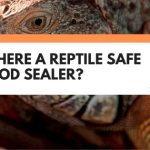 Is There A Reptile Safe Wood Sealer? Here’s What You Should Know
