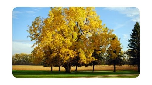 Photo of Walnut Tree