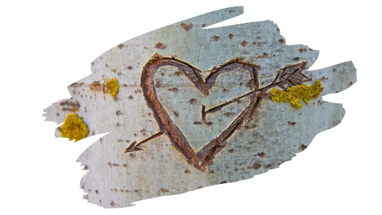 Is Birch Good For Carving? (Everything You Need To Know)