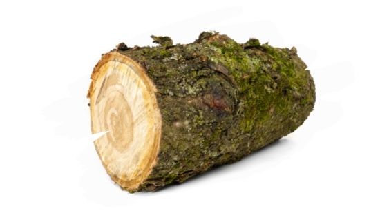 Cherry Wood Log