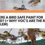 Is There A Bird Safe Paint For Wood? (+ Why VOC’s Are The Real Problem)
