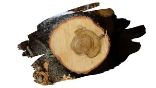 Can You Apply Teak Oil On Maple Wood?