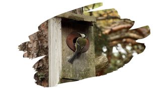 is teak oil safe for birds