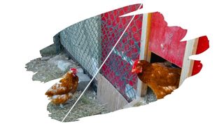 Chicken Safe Coop Paint