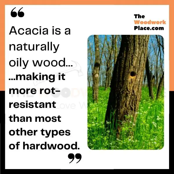 teak oil on acacia wood