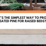 untreated pine for raised beds