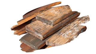 white mould under floorboards