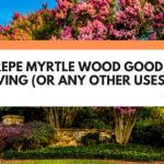 crepe myrtle wood uses