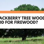 is a hackberry tree good for firewood