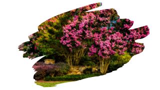 crepe myrtle wood uses 