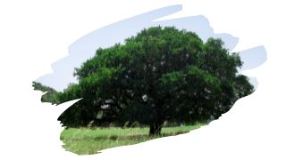 is a hackberry tree good for firewood