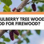 Is Mulberry Tree Wood Good For Firewood?