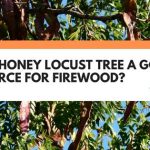 is a honey locust tree good for firewood