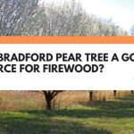is a bradford pear tree good for firewood