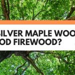 is silver maple good firewood