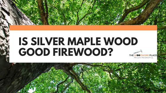 is silver maple good firewood