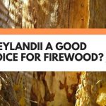 Is Leylandii A Good Choice For Firewood? (Or Is There A Better Alternative?)