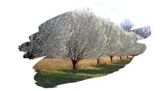 is a bradford pear tree good for firewood