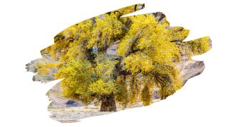 is cottonwood good for carving