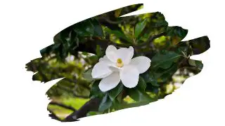 is magnolia wood good for carving