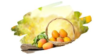 is mango wood good for smoking meat