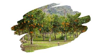 is orange wood good for smoking meat