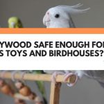 is plywood safe for birds