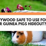 is plywood safe for guinea pigs