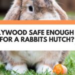 is plywood safe for rabbits