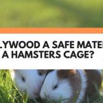 is plywood safe for hamsters