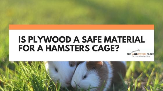 can hamsters have plywood?