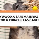 is plywood safe for chinchillas