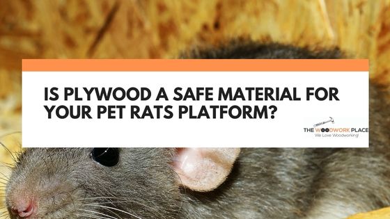 is plywood safe for rats