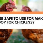 is osb safe for chickens