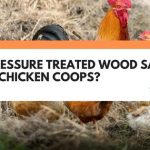 will treated wood hurt chickens