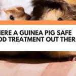 guinea pig safe wood treatment