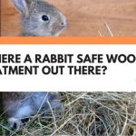 Is There A Rabbit Safe Wood Treatment Out There?