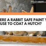 rabbit safe paint