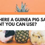 guinea pig safe paint