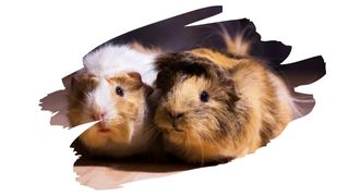 guinea pig safe wood treatment