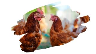 is osb safe for chickens