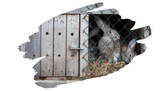 is pallet wood safe for rabbits 