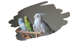 is plywood safe for birds