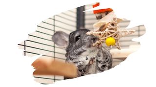 is plywood safe for chinchillas