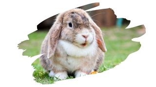 is plywood safe for rabbits 