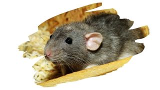 is plywood safe for rats