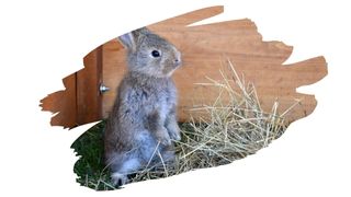rabbit safe wood treatment