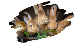 is kiln dried wood safe for rabbits